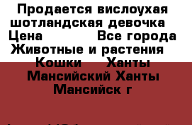 Продается вислоухая шотландская девочка › Цена ­ 8 500 - Все города Животные и растения » Кошки   . Ханты-Мансийский,Ханты-Мансийск г.